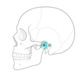 ATM — Articulação Temporomandibular